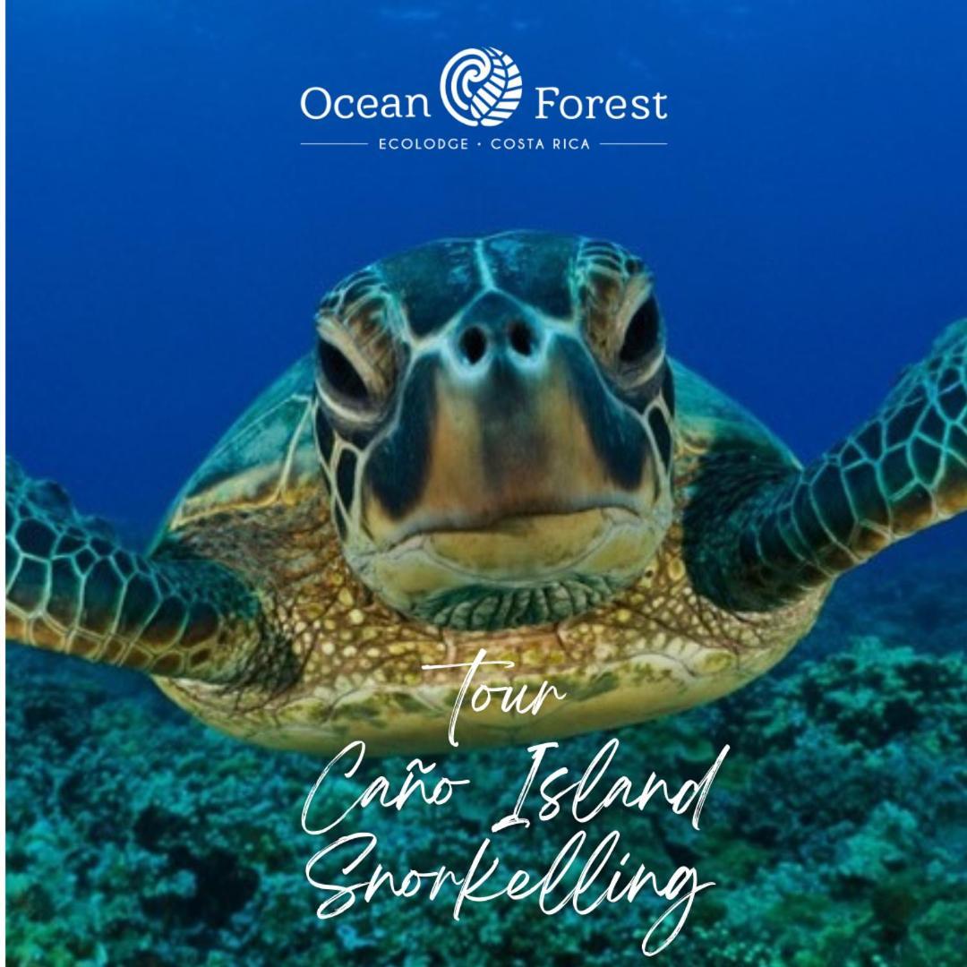 Ocean Forest Ecolodge San Pedrillo ภายนอก รูปภาพ
