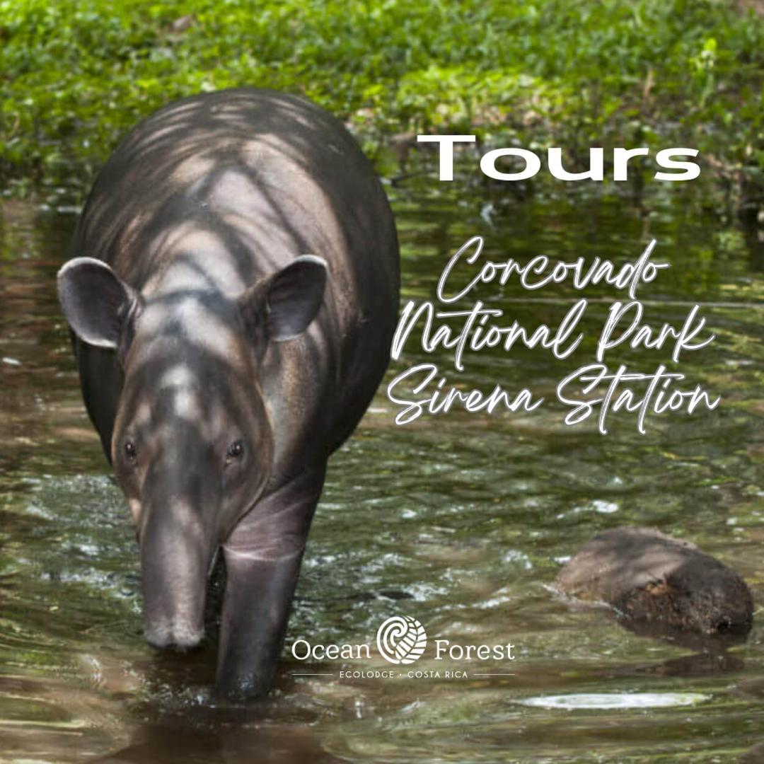 Ocean Forest Ecolodge San Pedrillo ภายนอก รูปภาพ